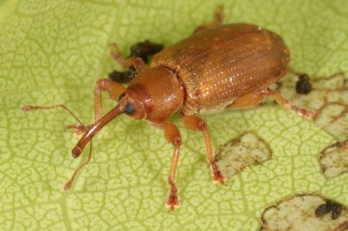 Réf. 181 731 : Dorytomus tortrix